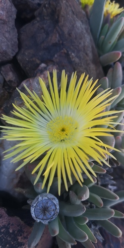 Cheiridopsis pilosula
