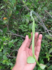 Cissus quadrangularis quadrangularis