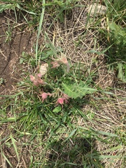 Geum triflorum triflorum