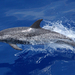 Atlantic Spotted Dolphin - Photo 
Wayne Hoggard NOAA/NMFS/SEFSC, no known copyright restrictions (public domain)