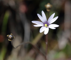 Pinguicula planifolia