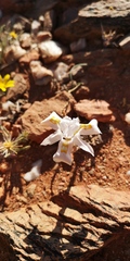 Moraea saxicola