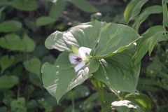 Trillium rugelii