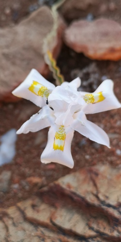 Rock Tulp (Moraea saxicola)