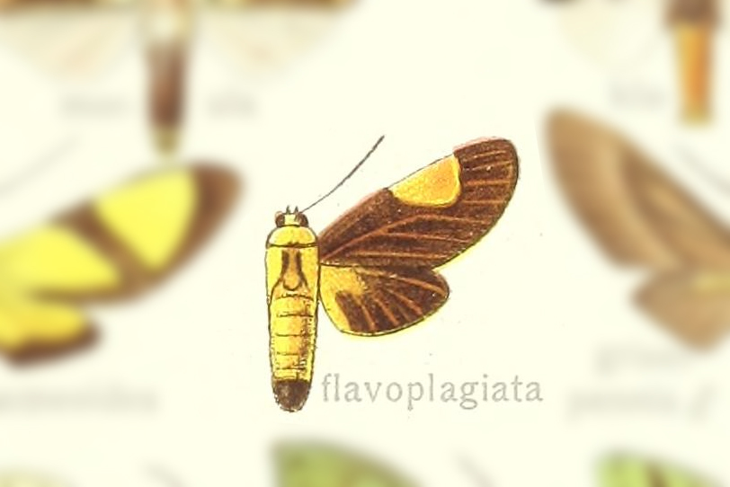 Rhipha flavoplagiata