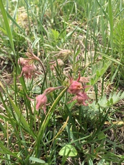 Geum triflorum triflorum