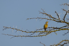 Macronyx aurantiigula