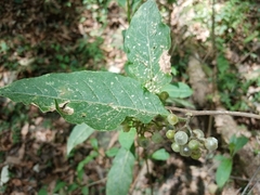 Solanum umbellatum