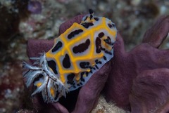 Halgerda wasinensis