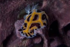 Halgerda wasinensis