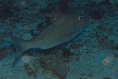 Lethrinidae