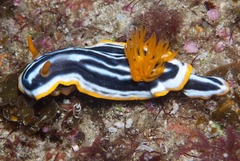 Chromodoris africana