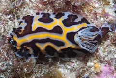 Halgerda wasinensis