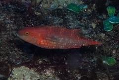 Oxycheilinus bimaculatus