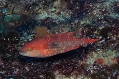 Oxycheilinus bimaculatus