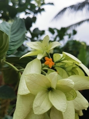 Mussaenda philippica