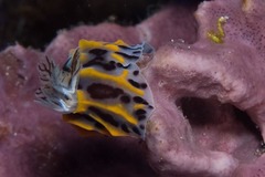 Halgerda wasinensis