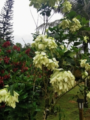 Mussaenda philippica