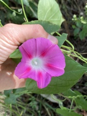 Ipomoea