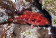 Oxycheilinus bimaculatus