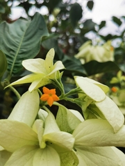 Mussaenda philippica