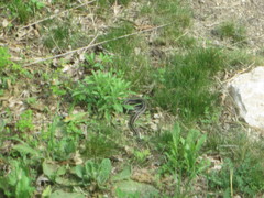 Thamnophis sirtalis