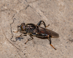 Chalcosyrphus libo