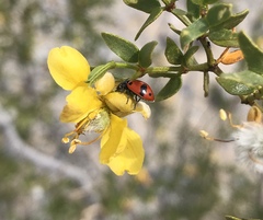 Hippodamia glacialis lecontei