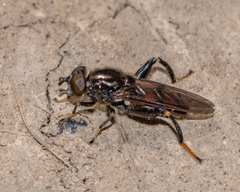 Chalcosyrphus libo