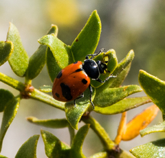 Hippodamia glacialis lecontei