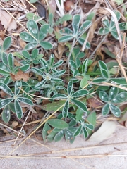 Lupinus texensis
