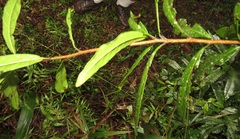 Acridocarpus natalitius natalitius