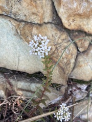 Crassula setulosa jenkinsii