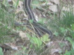 Thamnophis sirtalis