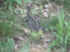 Thamnophis sirtalis