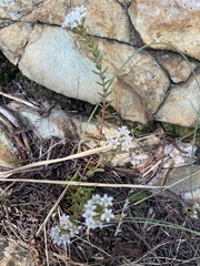 Crassula setulosa jenkinsii