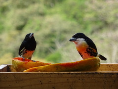 Capito maculicoronatus