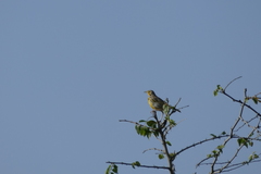 Macronyx aurantiigula