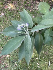 Solanum mauritianum