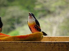 Capito maculicoronatus