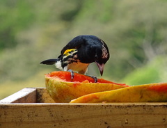 Capito maculicoronatus