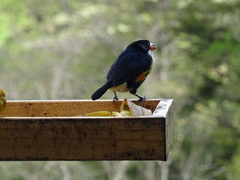 Capito maculicoronatus