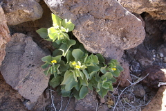 Hyoscyamus desertorum