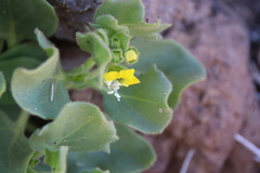 Hyoscyamus desertorum