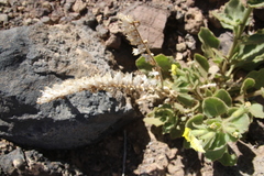 Hyoscyamus desertorum