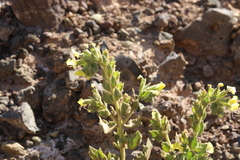 Hyoscyamus desertorum