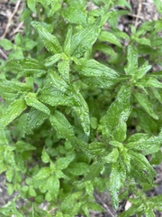 Parietaria pensylvanica