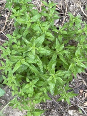 Parietaria pensylvanica