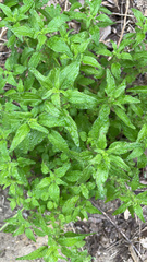 Parietaria pensylvanica