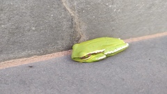 Boana prasina